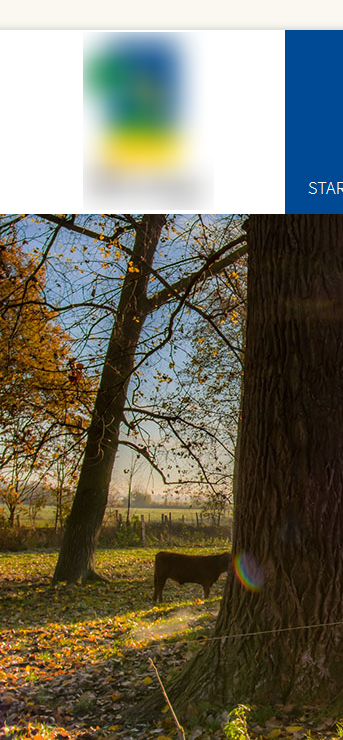 Kuh auf Weide mit Bäumen