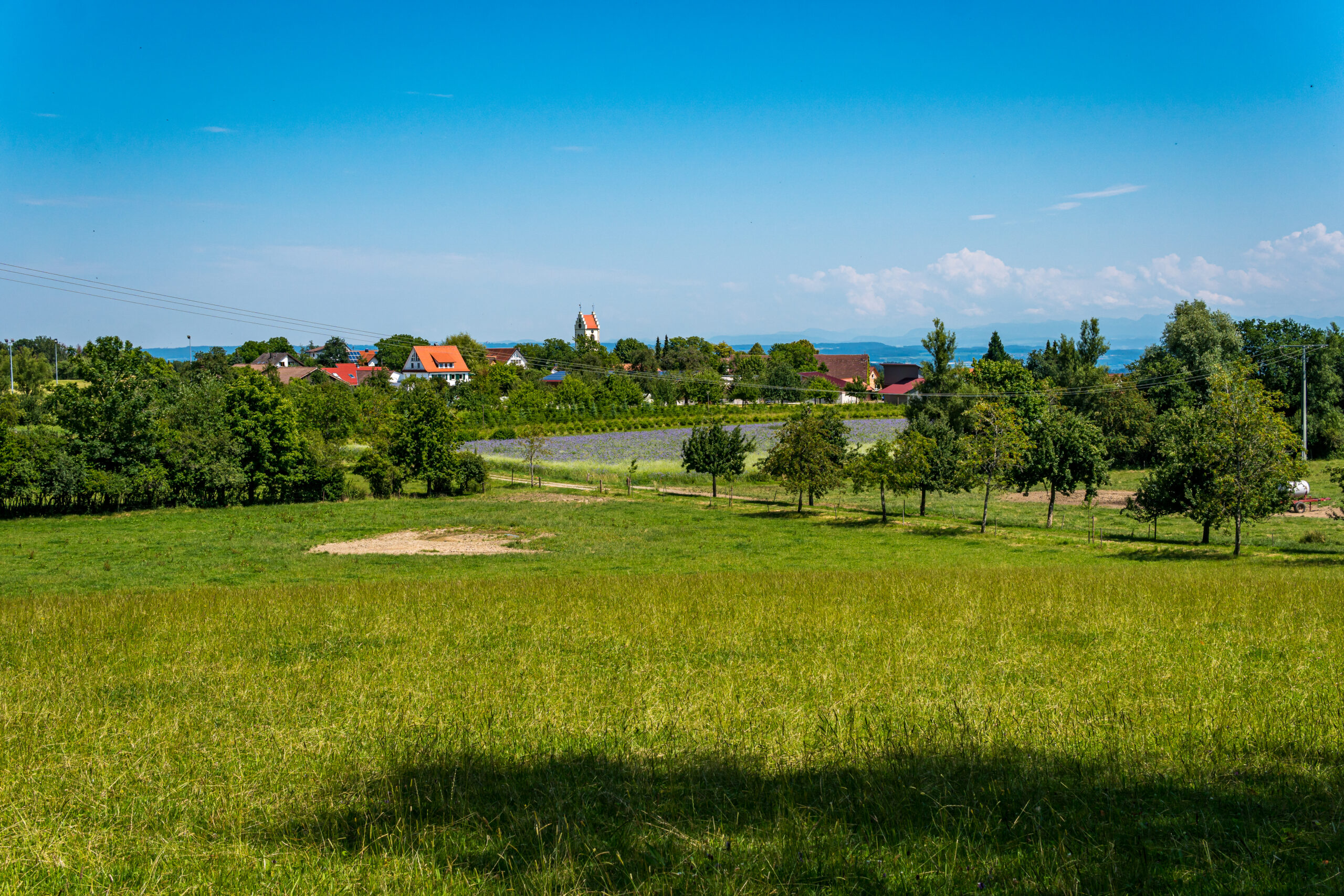 Bild einer Wiesenlandschaft beim Bodensee.
